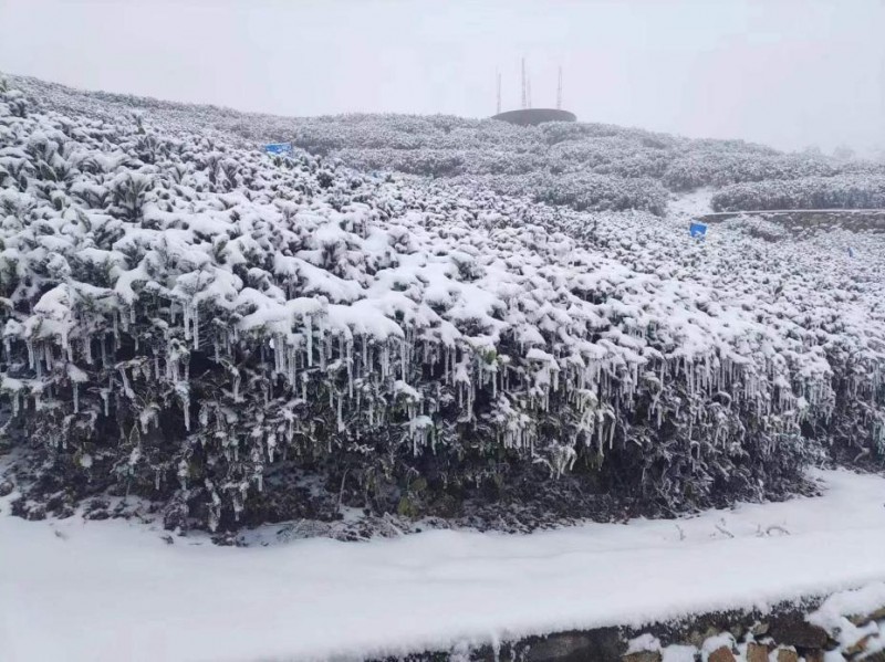 PG电子官方网站超淡定！湖北暴雪冻雨地区农户将获全国首单“寒潮指数 保险+寒潮指(图2)